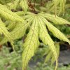Acer palmatum 'Grandma Ghost' - javor dlanitolistý