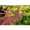 Acer palmatum 'Hubb's Red Willow' - javor dlanitolistý