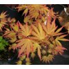 Acer palmatum 'Katsura' - javor dlanitolistý