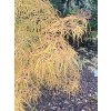 Acer palmatum 'Koto-no-ito' - javor dlanitolistý