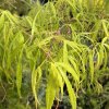 Acer palmatum 'Koto-no-ito' - javor dlanitolistý