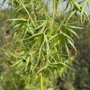 Acer palmatum 'Kurui jishi' - javor dlanitolistý