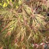 Acer palmatum 'Orangeola' - javor dlanitolistý