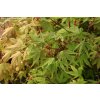 Acer palmatum 'Osakazuki' - javor dlanitolistý