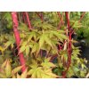 Acer palmatum 'Peve Chameleon' - javor dlanitolistý
