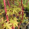 Acer palmatum 'Peve Chameleon' - javor dlanitolistý