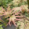 Acer palmatum 'Peve Multicolor' - javor dlanitolistý