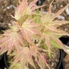 Acer palmatum 'Peve Multicolor' - javor dlanitolistý