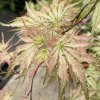 Acer palmatum 'Peve Multicolor' - javor dlanitolistý