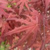Acer palmatum 'Purple Ghost' - javor dlanitolistý