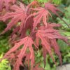 Acer palmatum 'Purple Ghost' - javor dlanitolistý