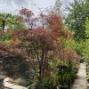 Acer palmatum 'Red Pygmy' - javor dlanitolistý