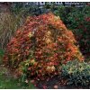 Acer palmatum 'Ryusen' kmínek - javor dlanitolistý