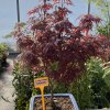 Acer palmatum 'Shaina' - javor dlanitolistý