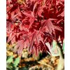 Acer palmatum 'Shaina' - javor dlanitolistý