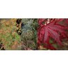Acer palmatum 'Shirazz' - javor dlanitolistý