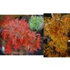 Acer palmatum 'Shishigashira' - javor dlanitolistý