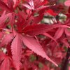 Acer palmatum 'Skeeter's Broom' - javor dlanitolistý