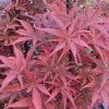 Acer palmatum 'Skeeter's Broom' - javor dlanitolistý