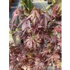 Acer palmatum 'Skeeter's Broom' - javor dlanitolistý