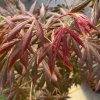 Acer palmatum 'Trompenburg' - javor dlanitolistý