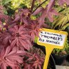 Acer palmatum 'Twombly's Red Sentinel' - javor dlanitolitý
