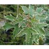 Acer platanoides 'Drummondii' - javor mléč