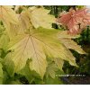 Acer pseudoplatanus 'Brilliantissimum' - javor klen