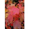 Acer rubrum 'Brandywine' - javor červený