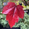 Acer rubrum 'Green Pillar' - javor červený