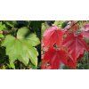 Acer rubrum 'October Glory' - javor červený
