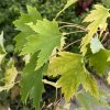 Acer rubrum 'Sekka' - javor červený