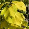 Acer rubrum 'Shocking Gold' - javor červený