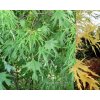 Acer saccharinum 'Graciosum' - javor stříbrný