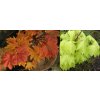 Acer shirasawanum 'Aureum' - javor japonský