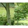 Acer tegmentosum - javor střechovitý