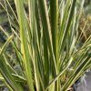 Acorus gramineus 'Argenteostriatus' - puškvorec