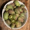 Actinidia arguta 'Kens Red' - kiwi samičí