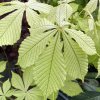 Aesculus hippocastanum 'Memmingeri' - jírovec maďal