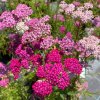 Achillea millefolium 'Cerise Queen' - řebříček
