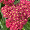 Achillea millefolium 'Paprika' - řebříček obecný