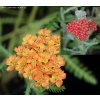 Achillea millefolium 'Terracotta' - řebříček