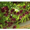 Akebia quinata - akébie pětičetná