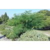 Albizia julibrissin 'Rosea' - albízie / perská akácie