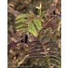 Albizia julibrissin 'Summer Chocolate' ® - albízie/perská akácie