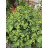 Alchemilla mollis - kontryhel