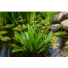 Alisma plantago aquatica