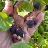 Amelanchier alnifolia 'Nortline' - muchovník olšolistý