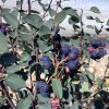 Amelanchier alnifolia 'Nortline' - muchovník olšolistý