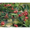 Amelanchier alnifolia 'Pink Fruit' - muchovník olšolistý